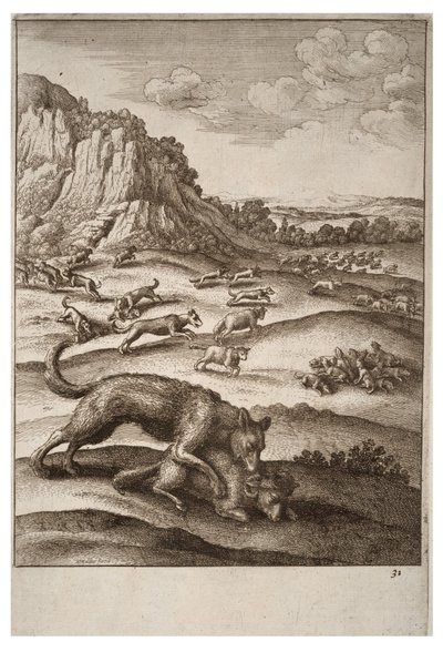 Les loups et les moutons - Wenceslaus Hollar